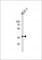BCAT2 Antibody (N-term)